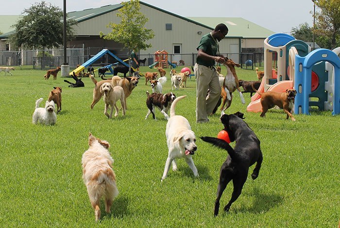 Clarkstown Tightens Leash On Doggie Daycare Zoning - Rockland County