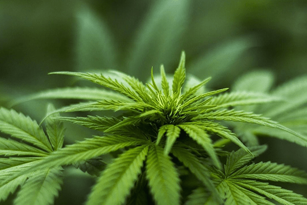 legalization