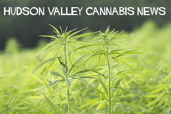 Hudson Valley Cannabis News