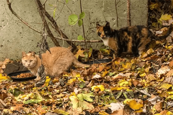 How To Trap Feral Cats - Cat Man Chris 