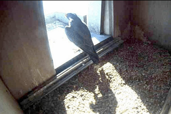 Thruway Falcon Cam