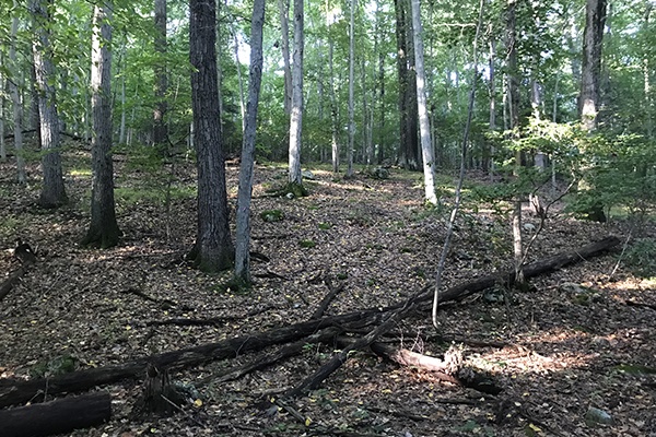 Harriman Understory